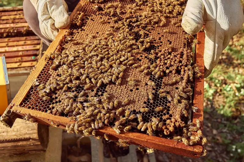 湖北城市绿化带植物选配新趋势:丽来春解析耐旱低维护品种应用